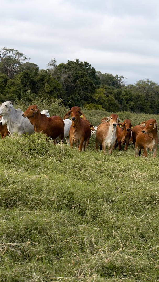 A herd of cattle grazing on a grassy field with trees in the background under a cloudy sky.