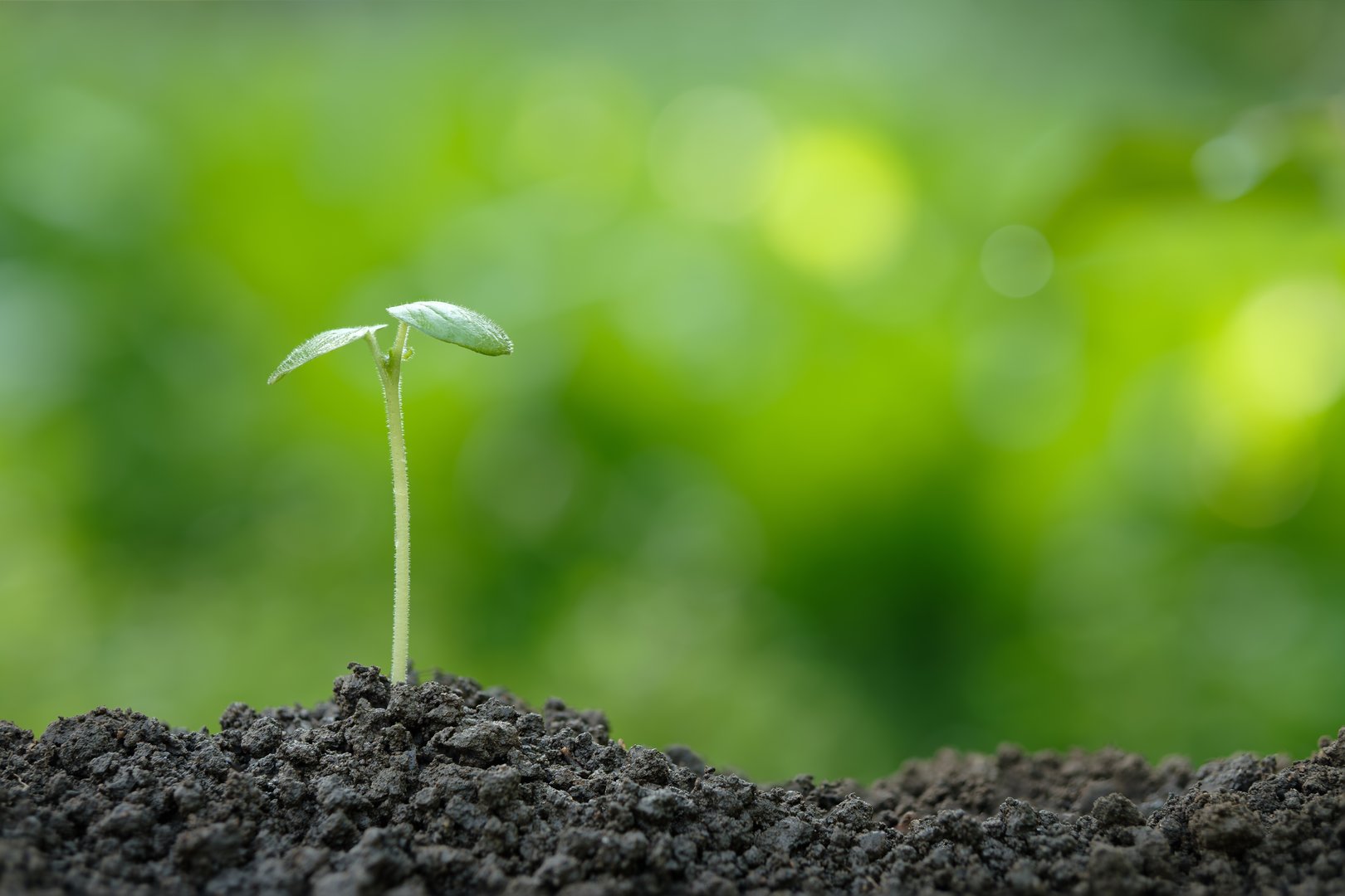 Pale green seedlings sprout from fertile soil symbolizing new life hope and growth