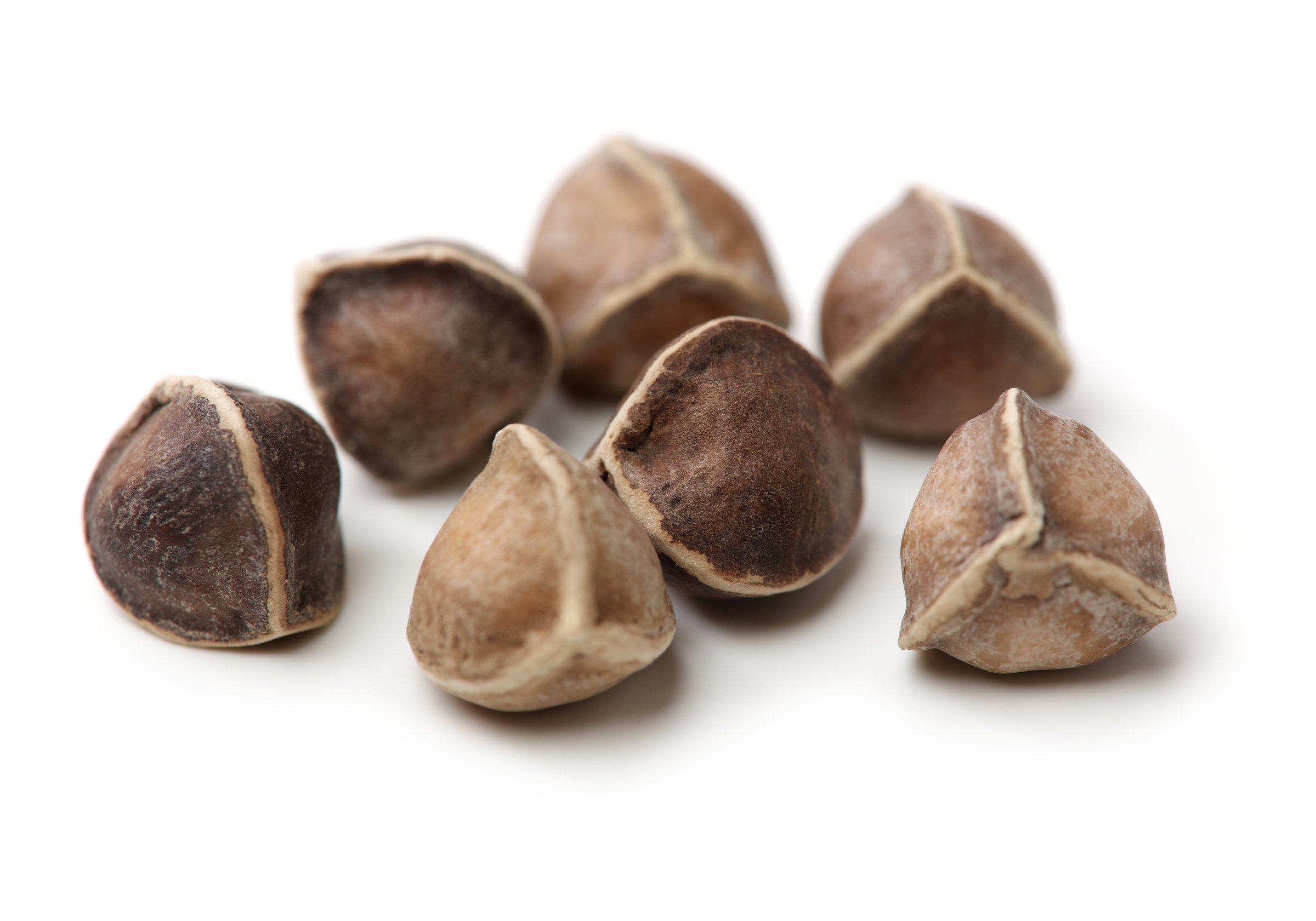 Organic Wingless Moringa (Moringa oleifera) seeds on white background