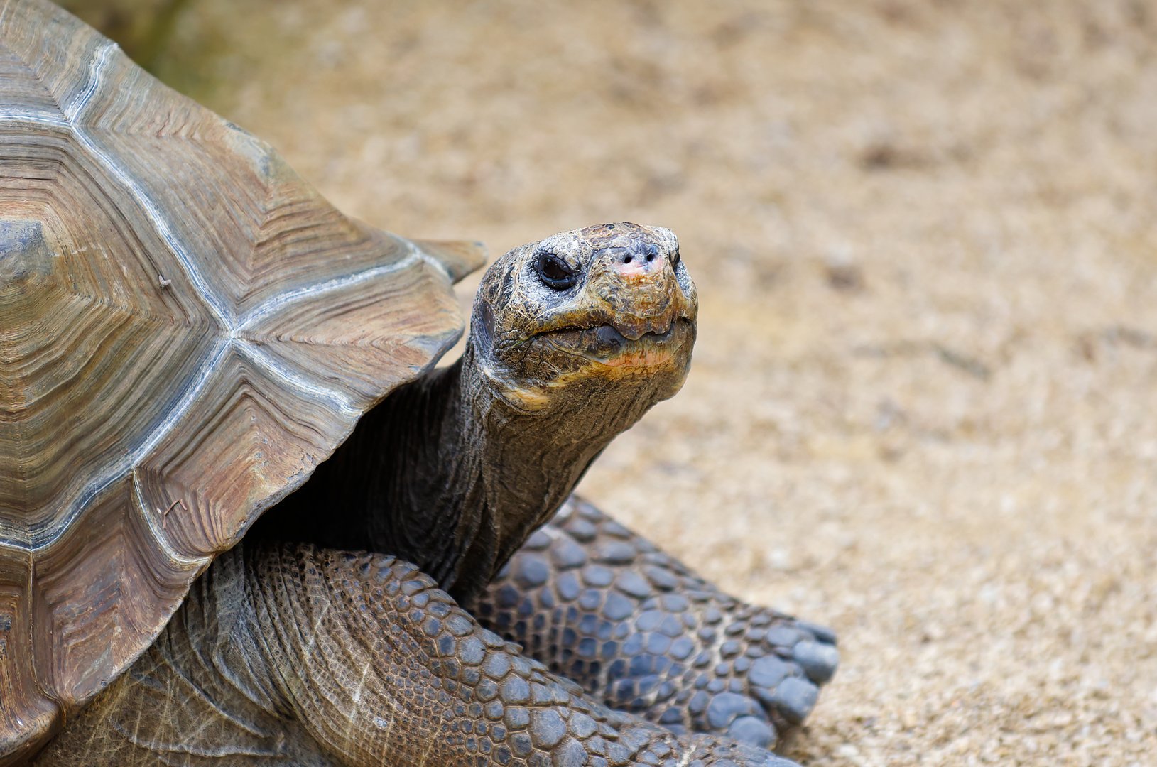 A galapagos tortoise with a sandy background