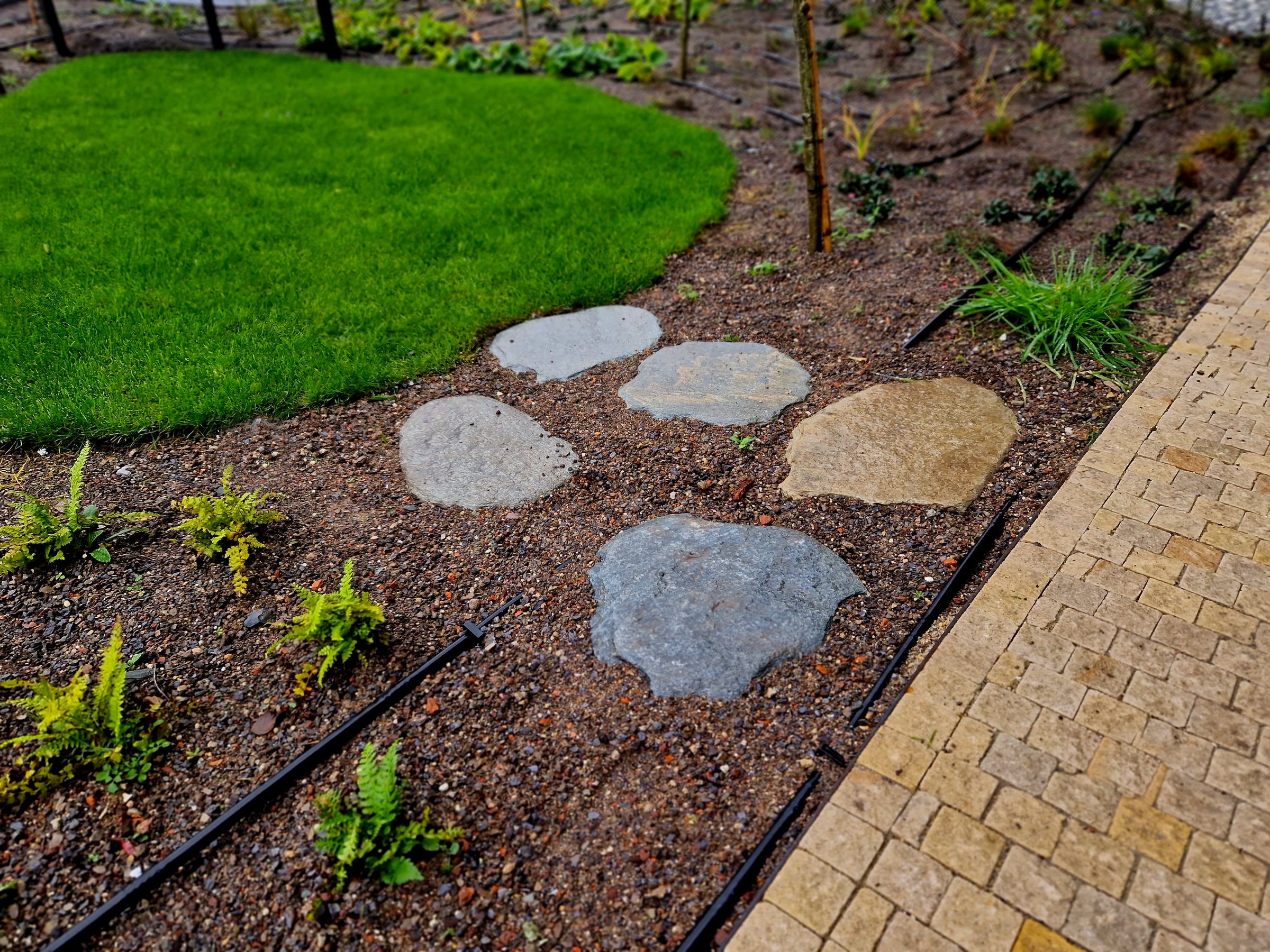 drip irrigation, water, drop, effective, dryopteris affinis, stepping stones lead to a small circular lawn in the middle of a flower bed. sitting on a bent bench made of red tropical wood. automatic sprinkler hoses on the surface of the soil, snake, upper view, hosta sieboldiana