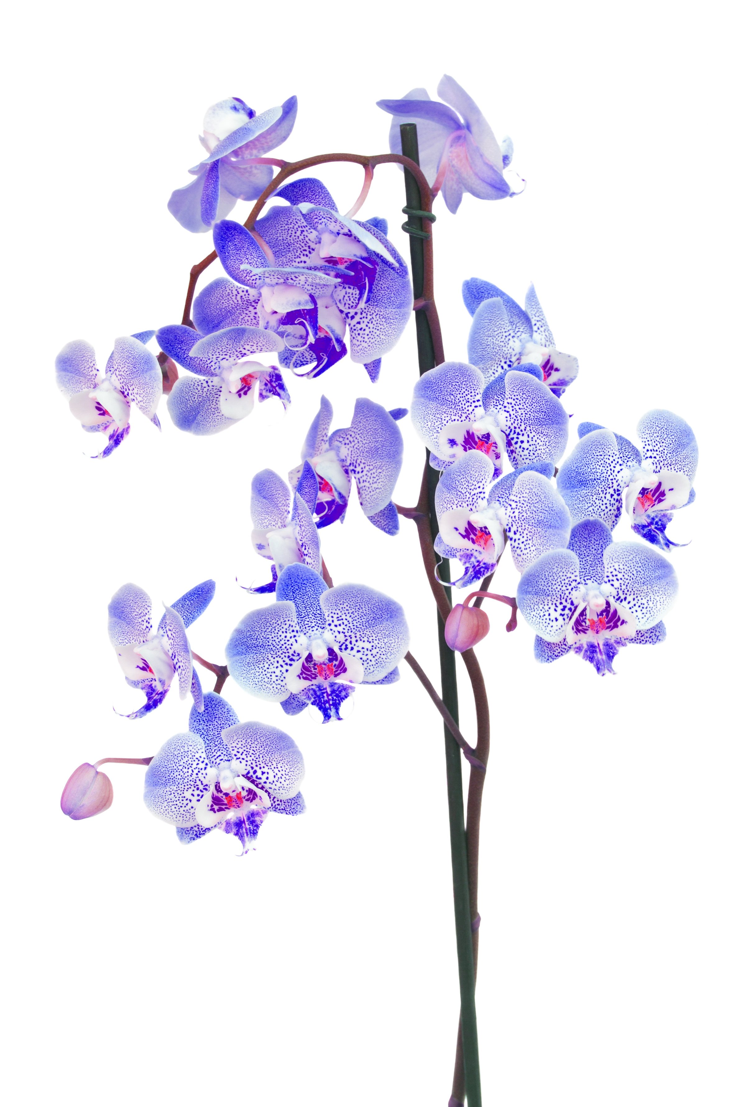 Violet orchid