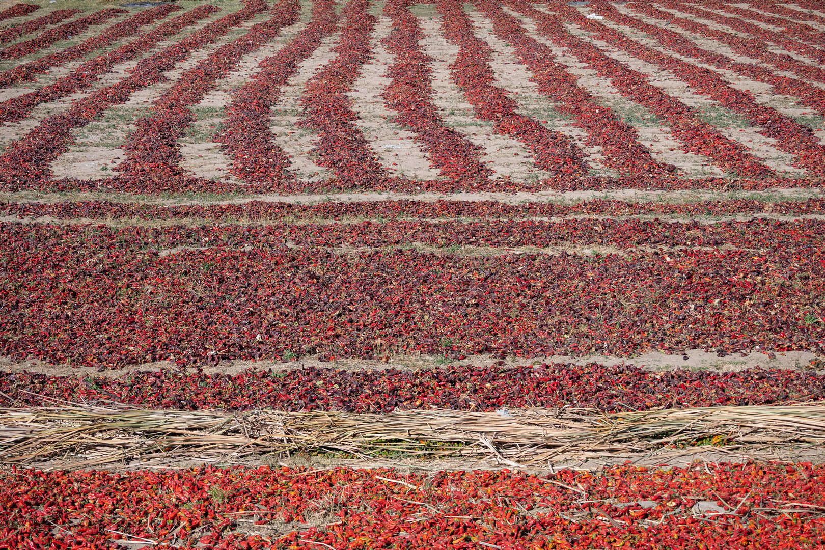 Secado de chiles en montaña