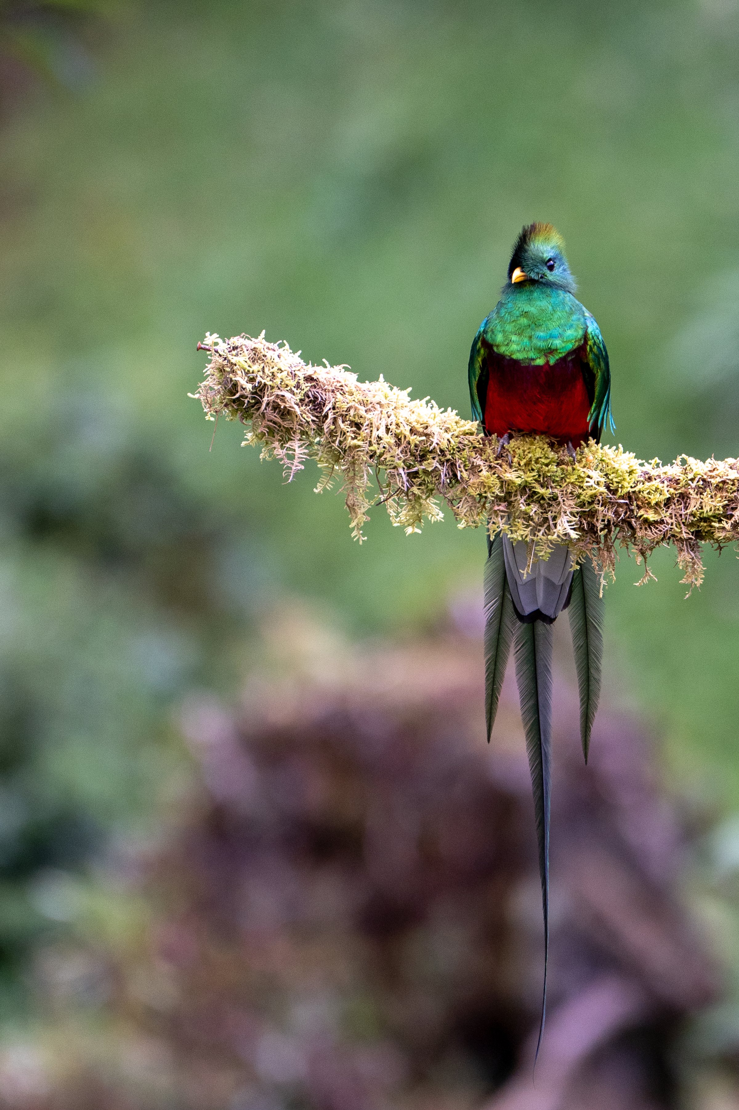 A colorful quetzal bird with long tail feathers perched on a mossy branch against a blurred green background.