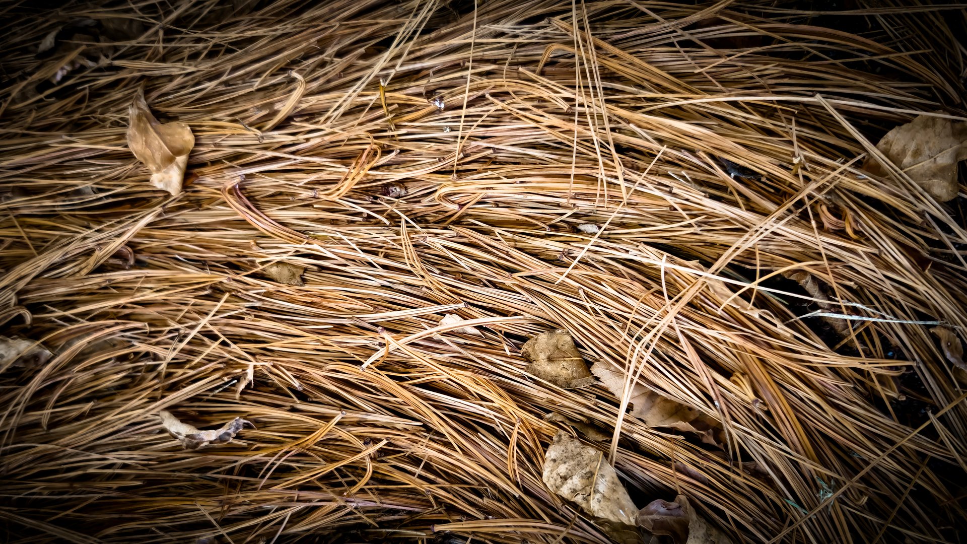 Autumn backdrop with copy space. A close-up of dry, fallen pine needles and leaves forming a textured ground cover. Beauty in nature banner or template.