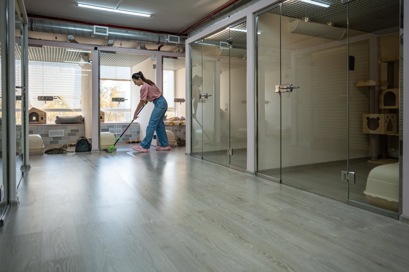 Female mops floor to ensure hygienic, comfortable space for cats in pet hotel. Regular maintenance, hotel hygiene, cat cleanliness, animal accommodations, feline environment, hotel upkeep, sanitation