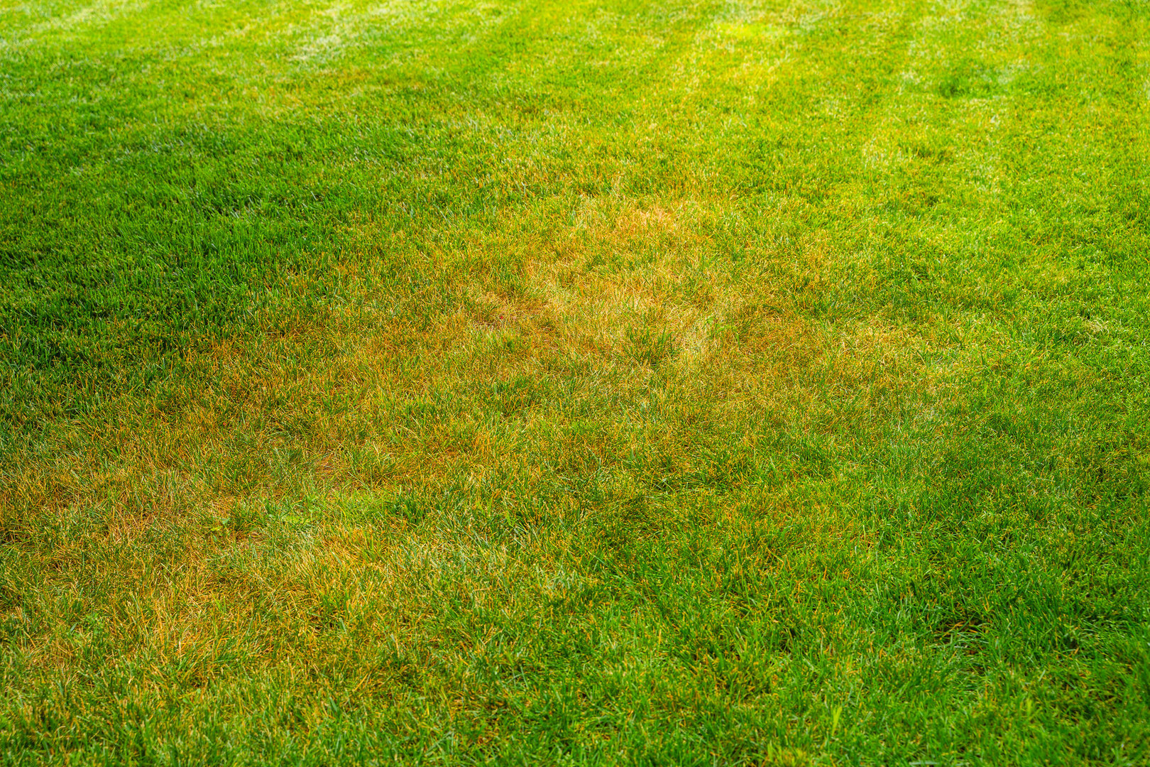 Yellowed lawn from insufficient watering on hot days. yellowed grass.