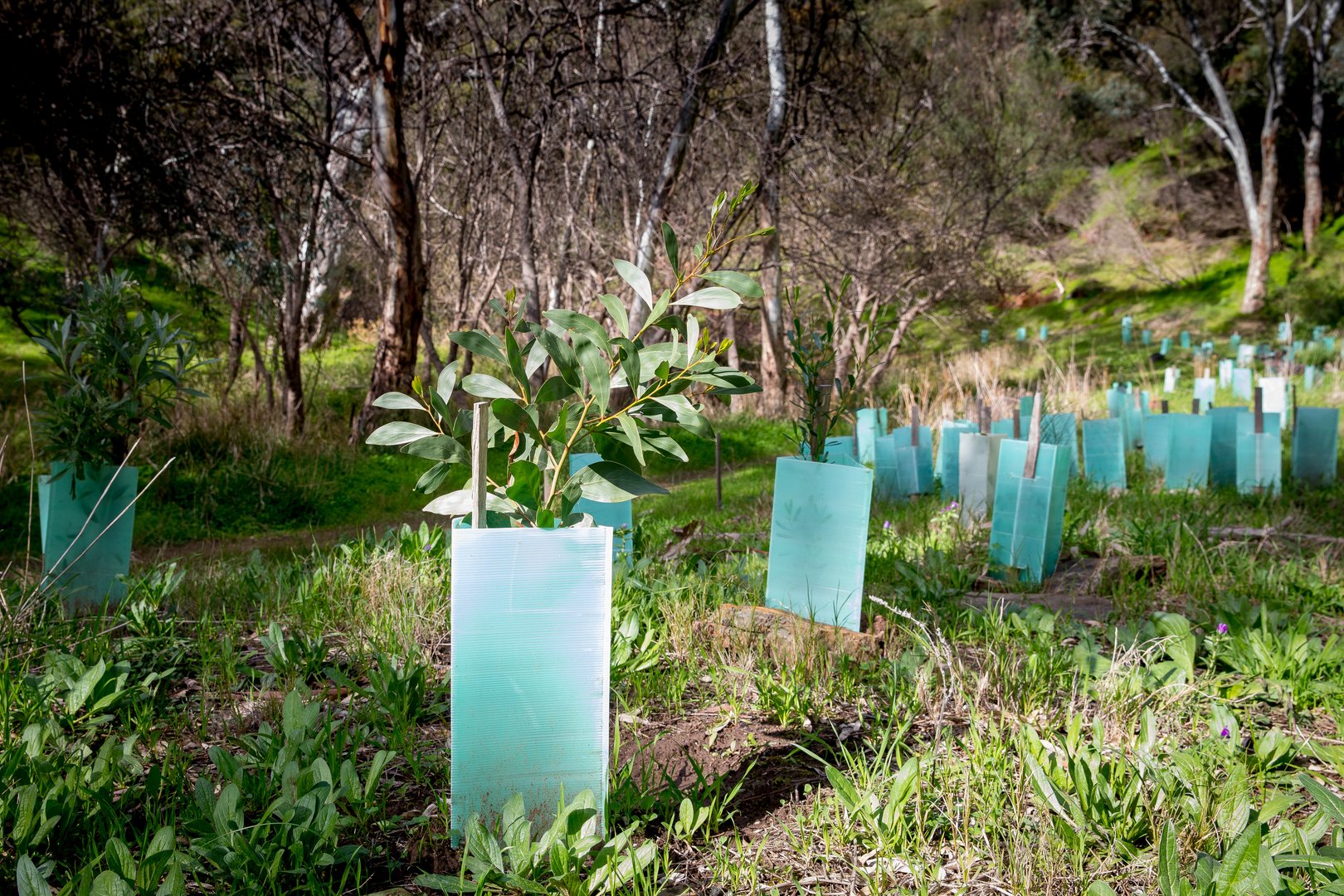 Revegetation using eucalyptus trees in Australia