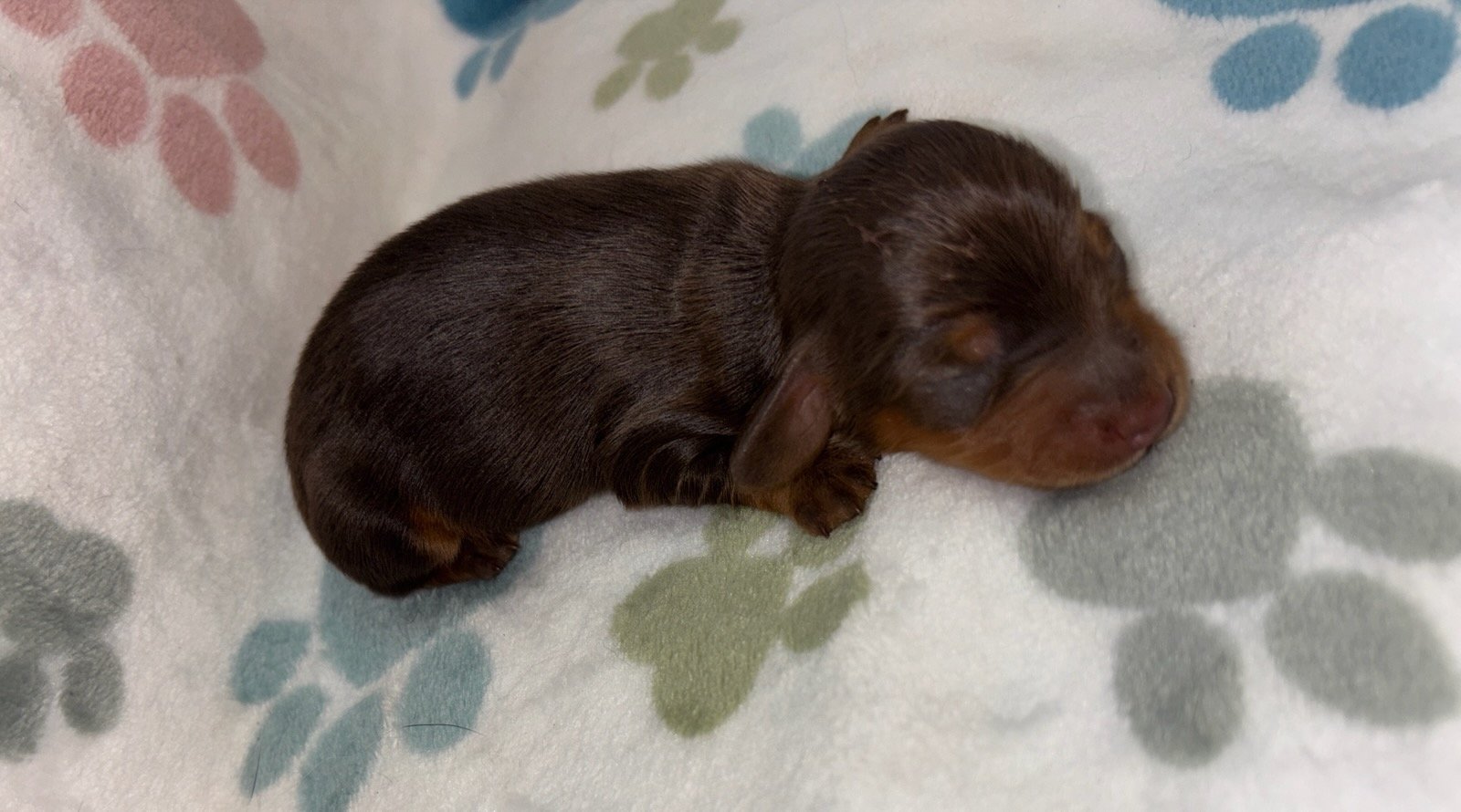 Newborn brown puppy sleeping on a patterned blanket with paw prints.