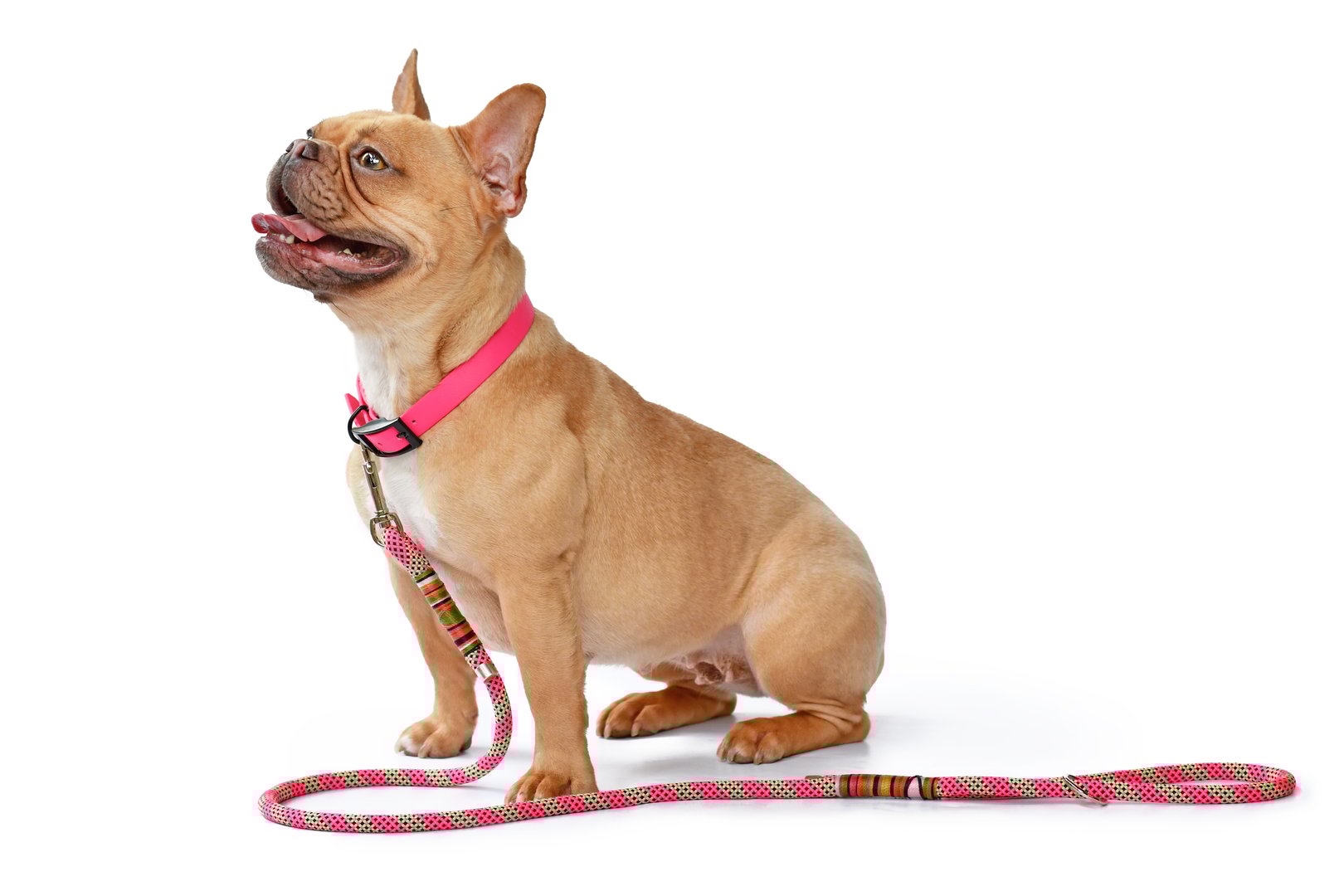 Side view of red fawn French Bulldog dog wearing pink collar with rope leash on white background