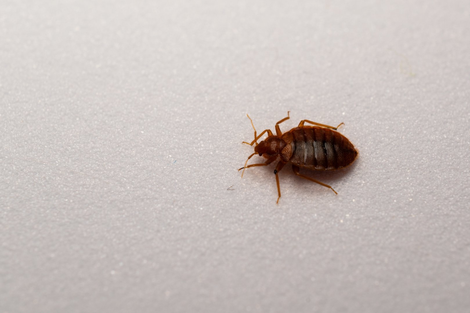 Bedbug
