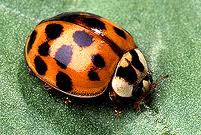 Asian Beetle identification guide