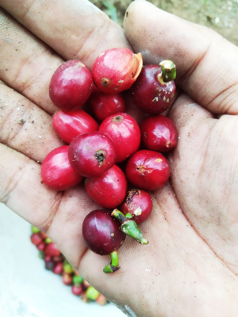 Close-up photo of freshly harvested red coffee cherries held in a farmer's hand. The image highlights the ripe stage of coffee fruit, symbolizing hard work, sustainability, and the coffee production process. Perfect for illustrating themes of agriculture, organic farming, tropical crops, fair trade, rural lifestyle, and coffee industry supply chains.