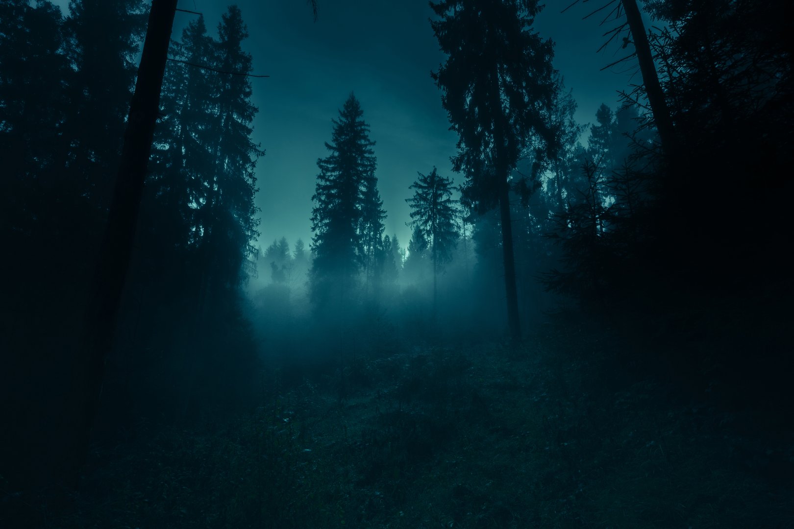 Blue moonlight through the spruce trees in dark magic mystery night foggy forest. Halloween backdrop.