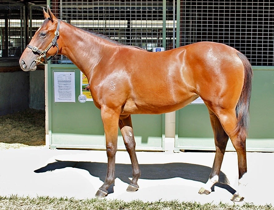 Crimson Victory - 2024 Yearling