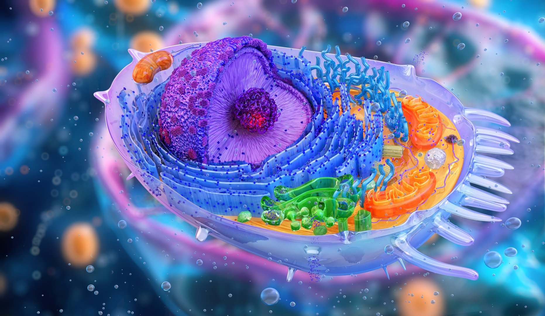Human cell structure: nucleus, cytoplasm, golgi, organelles mitochondria, ribosomes, lysosomes, cell membrane. Genetic DNA replication, RNA, protein synthesis, biology medical science. 3D cell anatomy scientific illustration