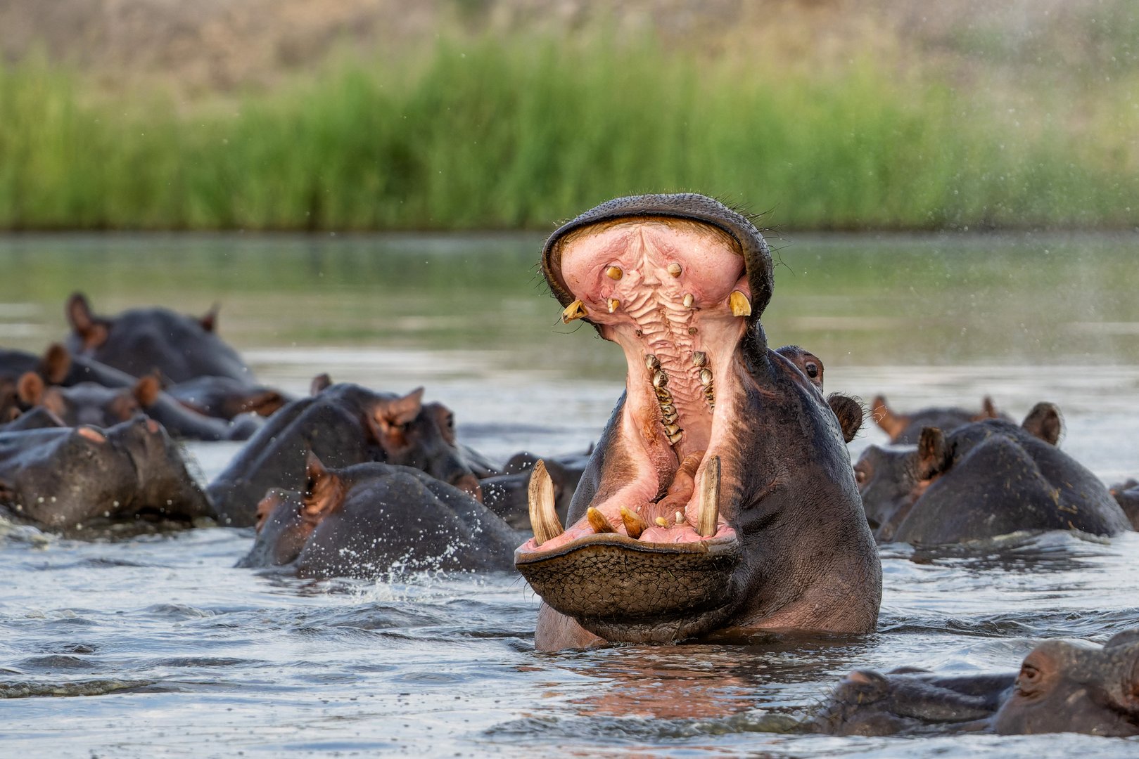 Hippopotamus in the Chobe River on the border between Botswana and Namibia. An aggressive hippo shows dominant behaviour.