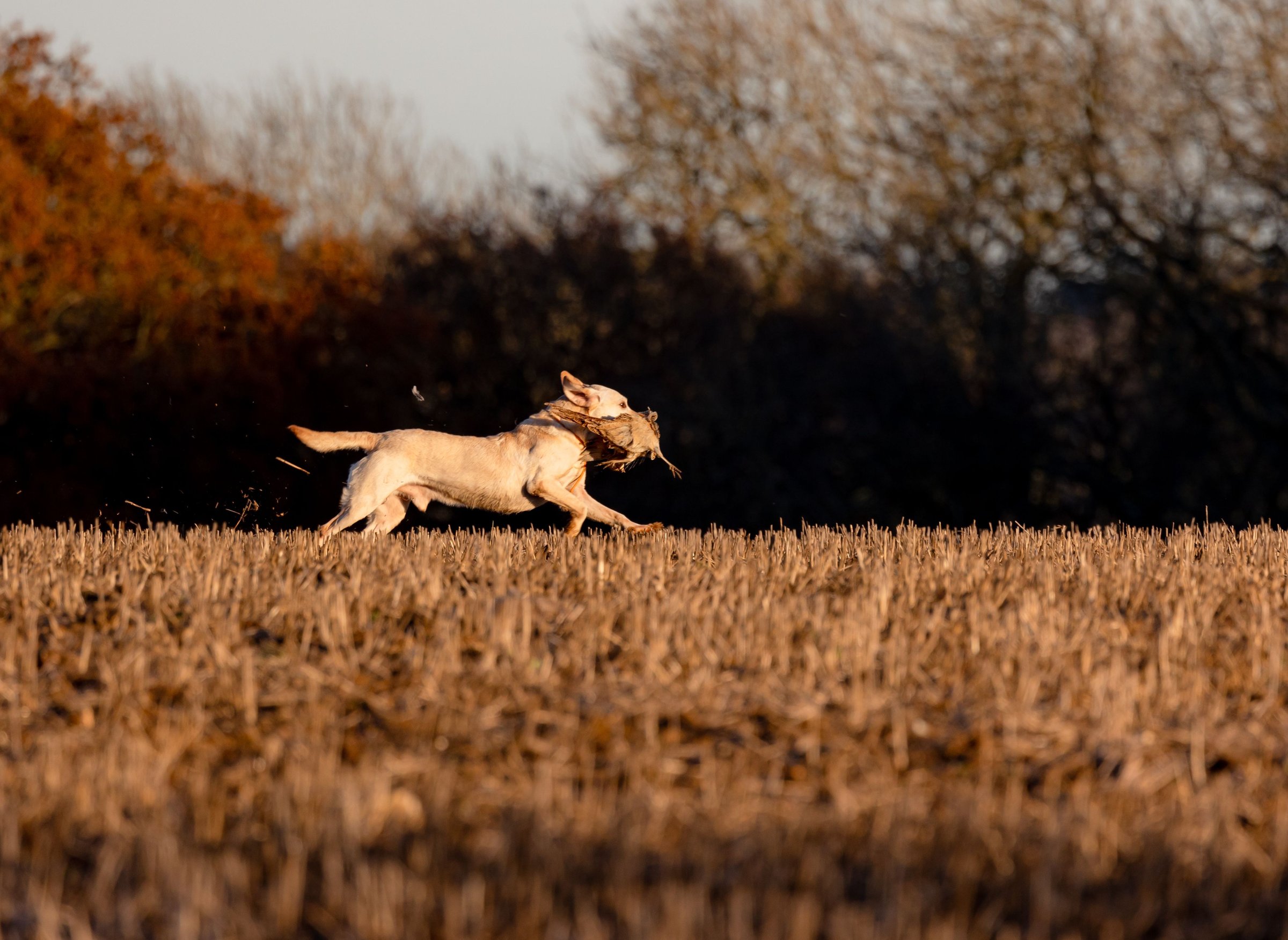 Indy - Yellow Labrador with bird