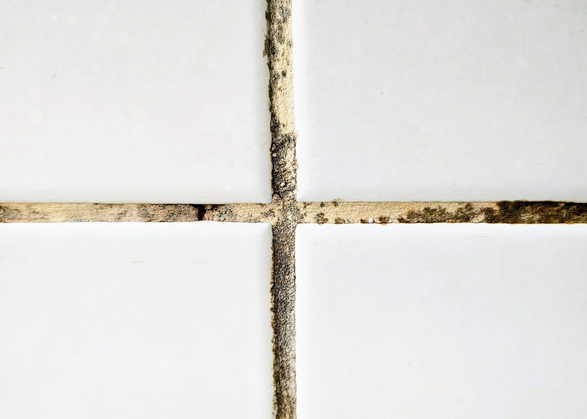 Moldy grout on bathroom tiles.