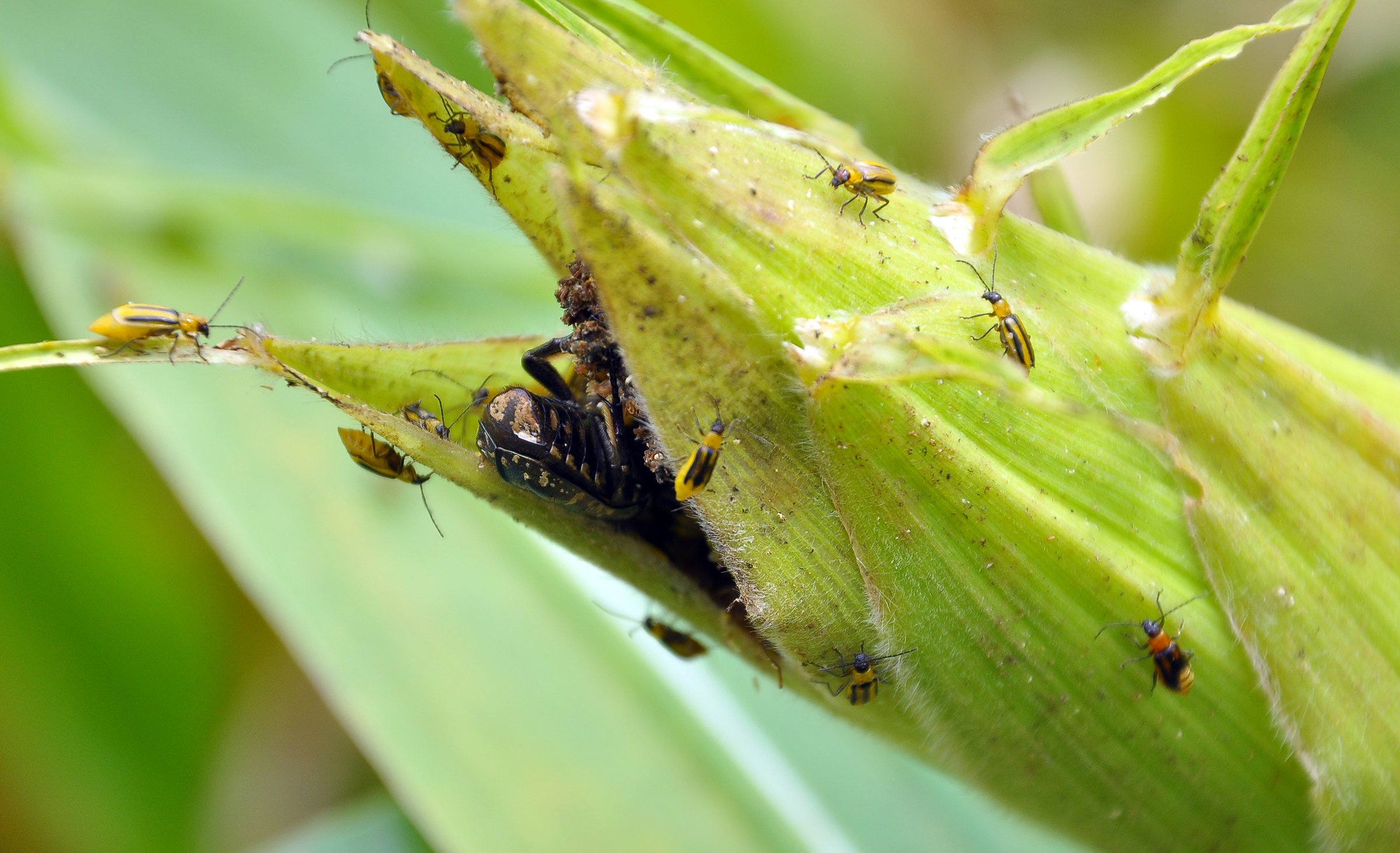 On a corn cob harmful insect - Western corn beetle (Diabrotica virgifera virgifera)