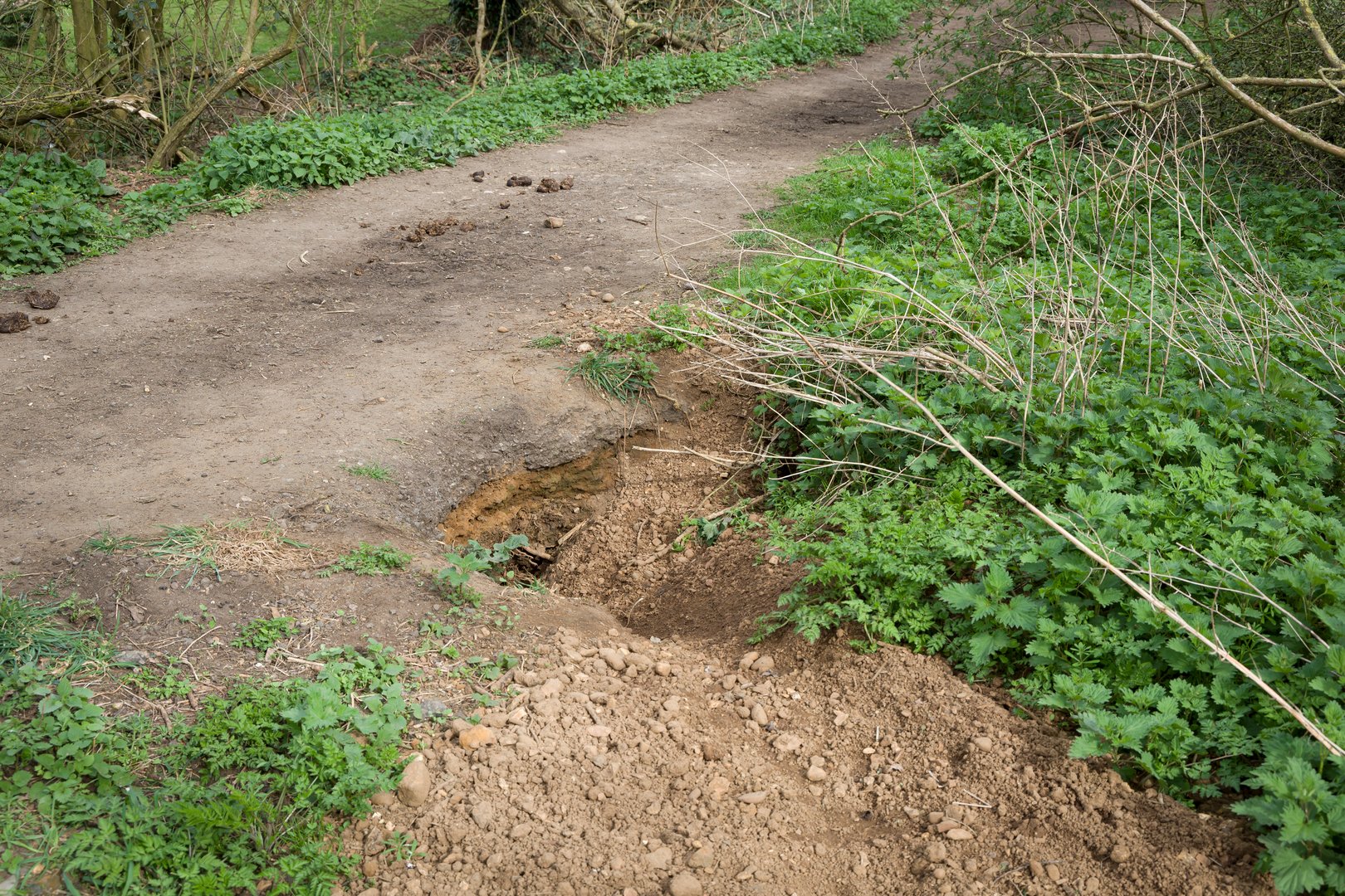 Badger sett burrow, damage on the edge of a bridlepath or footpath in Buckinghamshire, UK