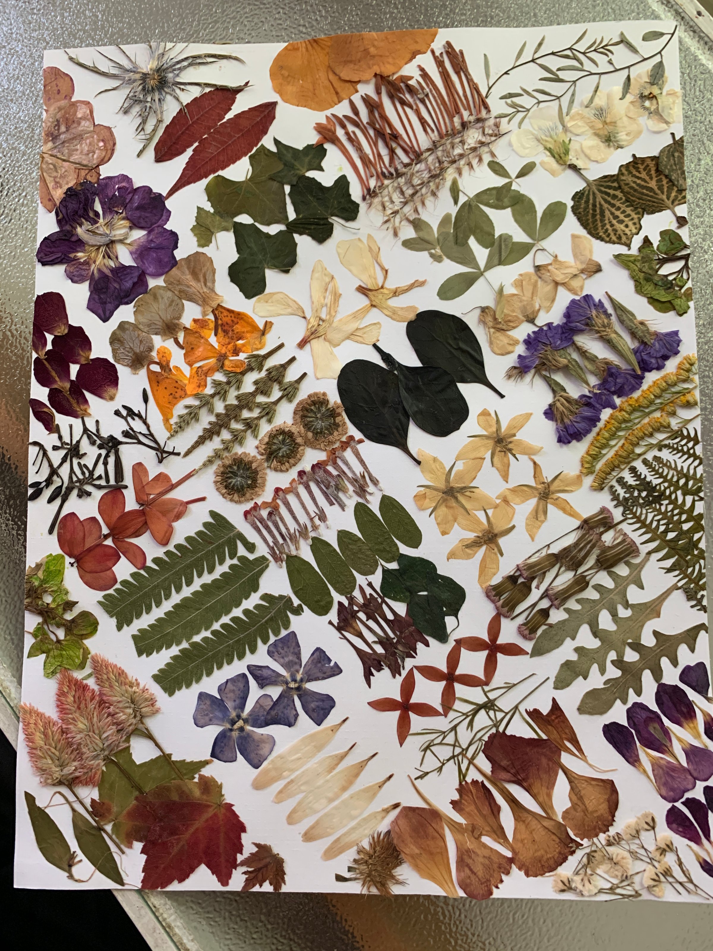 Pressed Flower Artwork 3