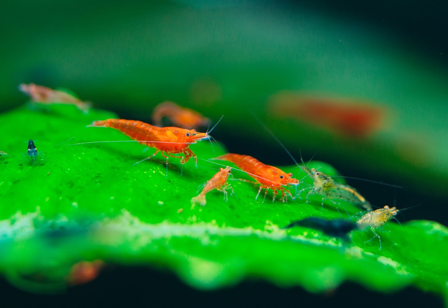 Big fire red or cherry dwarf shrimp with green background in fresh water aquarium tank