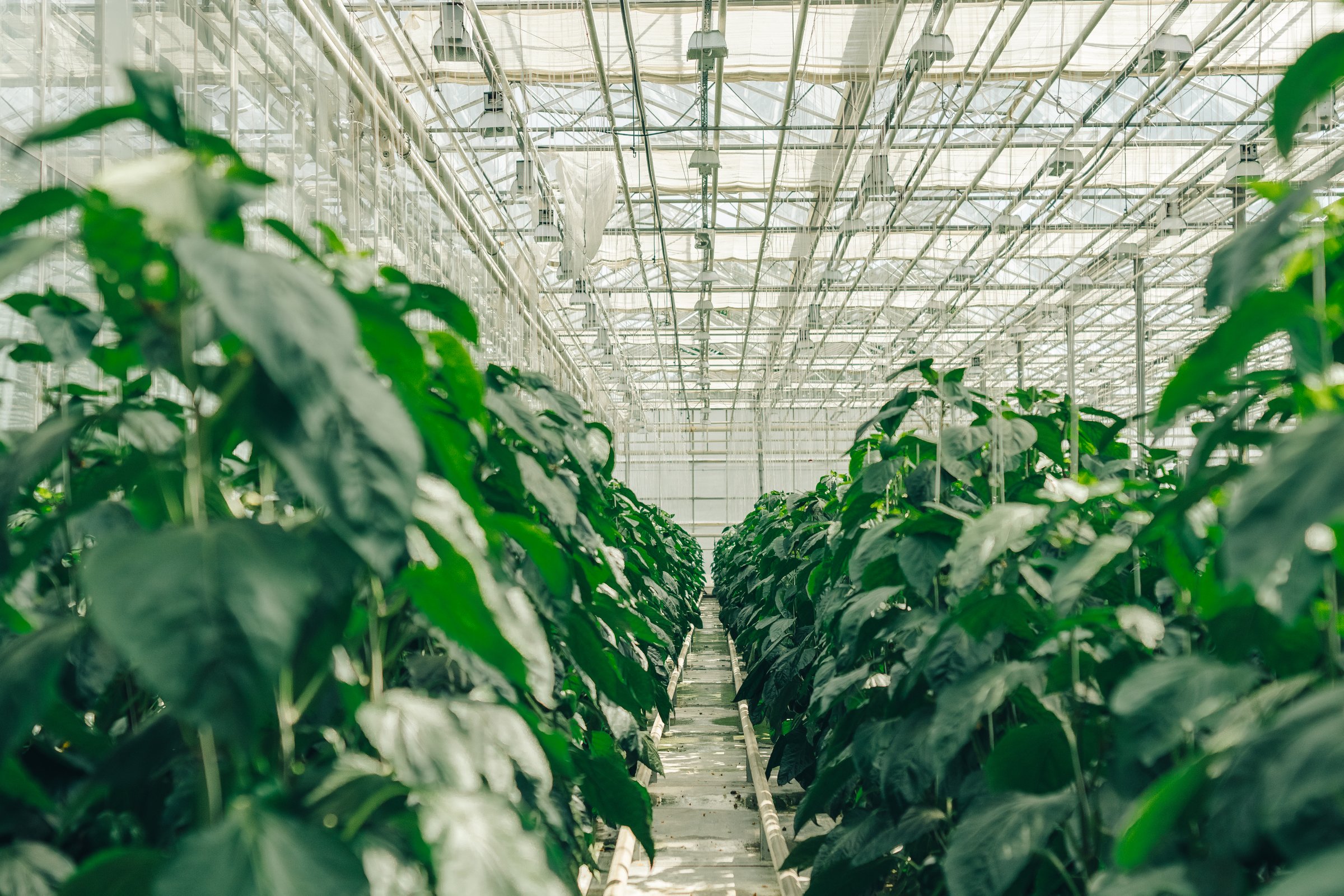 Green bell peppers with lush foliage grow in rows in a large, modern greenhouse with a hydroponic system for growing vegetables from the inside. The concept of growing organic vegetables, food in a greenhouse without the work of people, workers. High quality photo