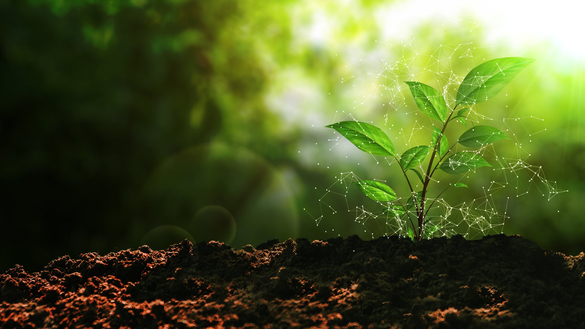 This stock video green plant emerges from rich soil, symbolizing the harmony between sustainable energy and nature. This stock video scene highlights innovation and growth, blending the power of renewable energy with environmental conservation. Illuminated by soft sunlight, it conveys a message of eco-consciousness, development, and the promise of a cleaner, greener future.