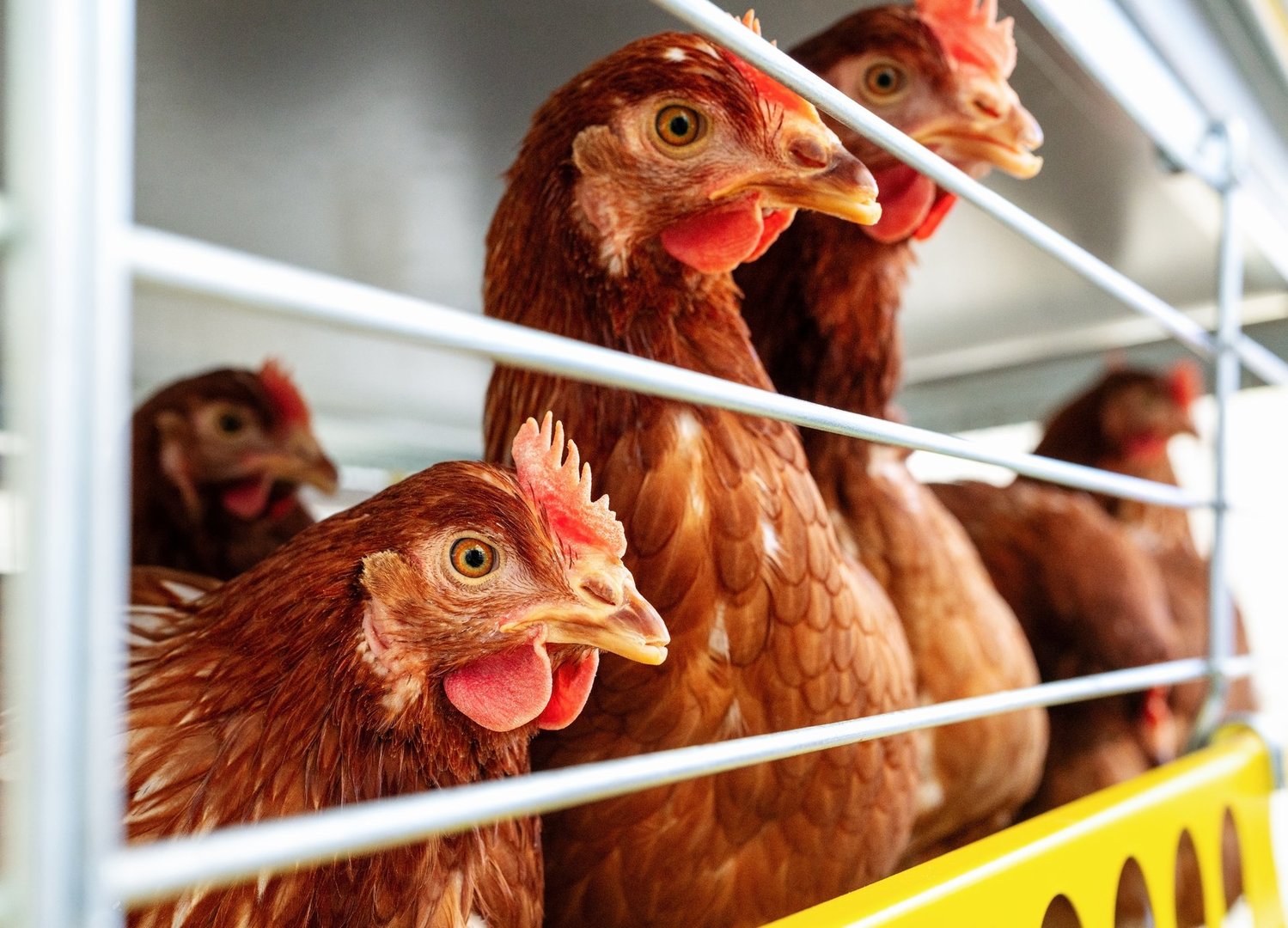 High quality closeup photo of Isa brown hens in poultry farm. Egg production farm. Laying hens.