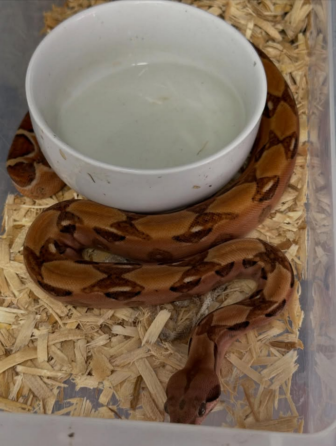 Sharp Paradigm Blood Boa