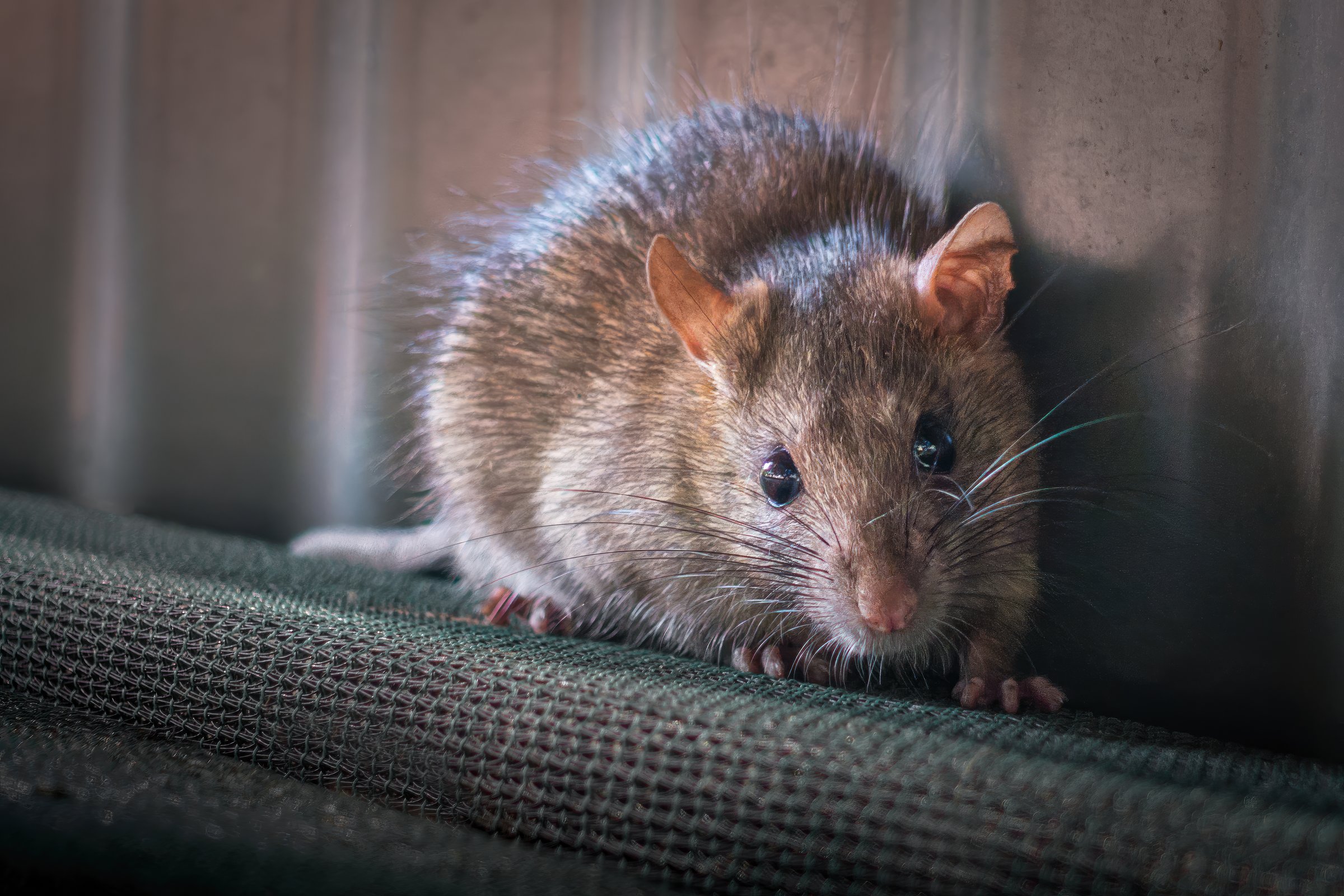 Brown rat looking at camera
