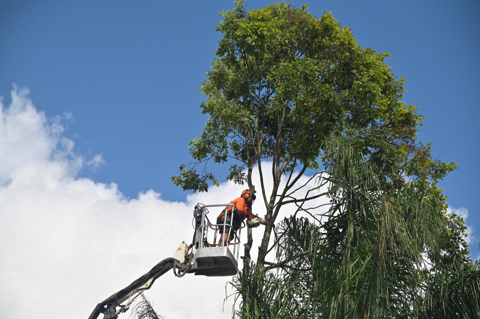 Tree service professional cutting down tree