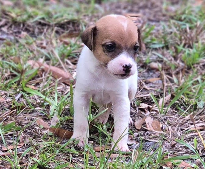 Adorable Jack Russell Terrier puppy available from Tomlin Farms