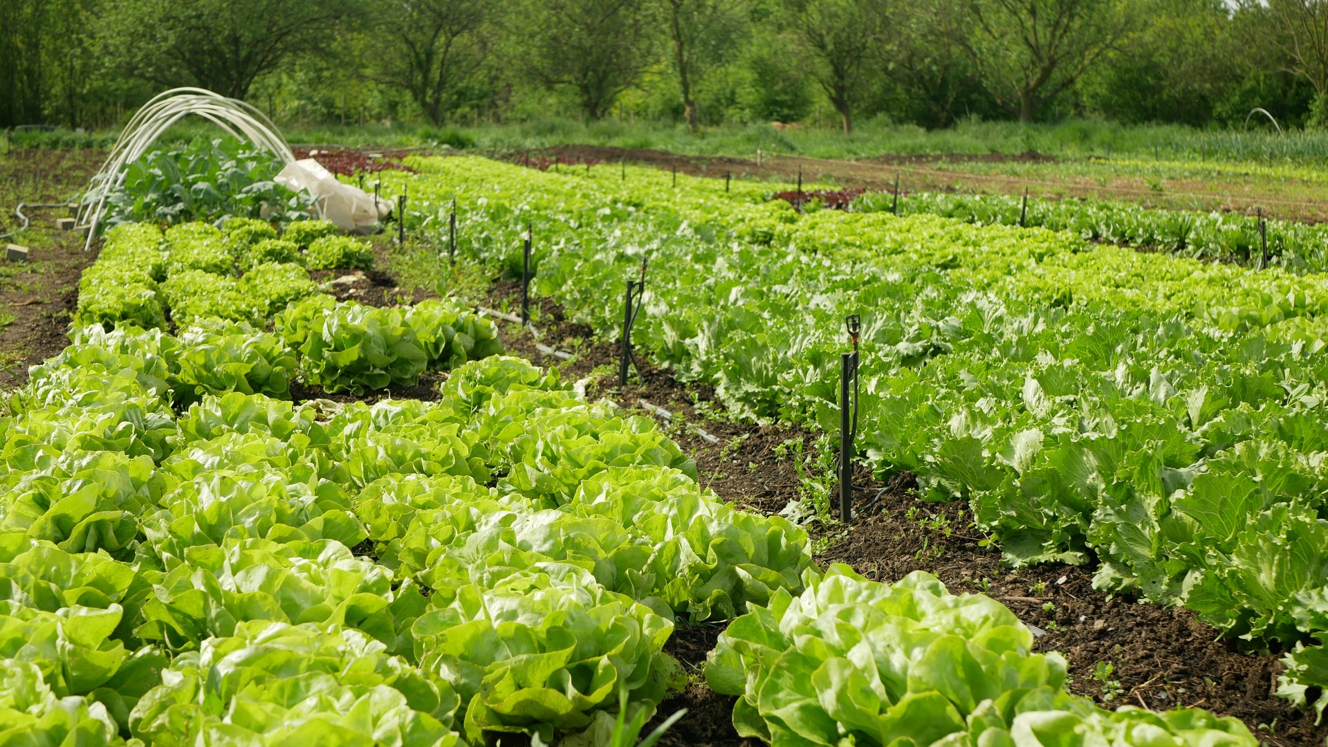 Organic farm vegetables growing in greenhouse