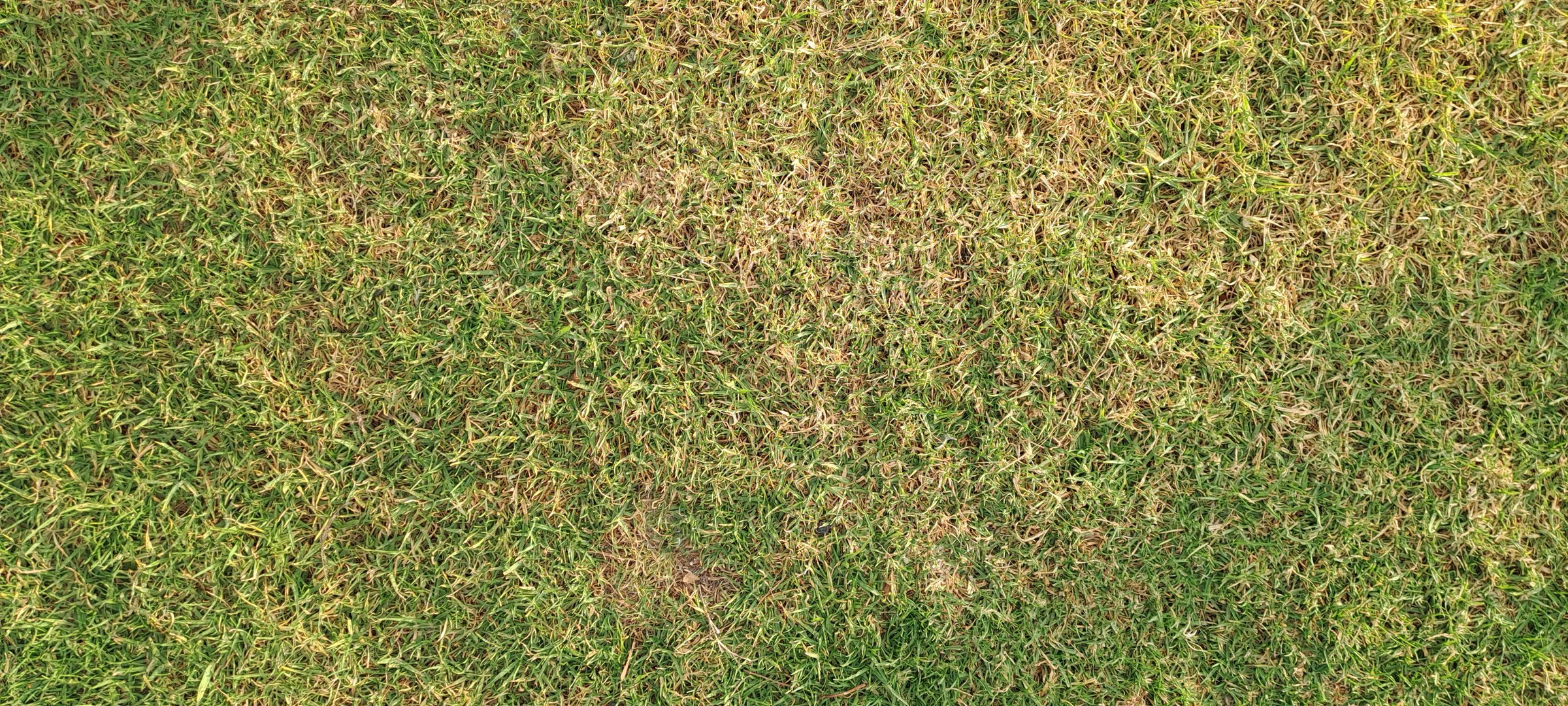 Dry grass texture showing dehydration and damage during drought, needing water and care