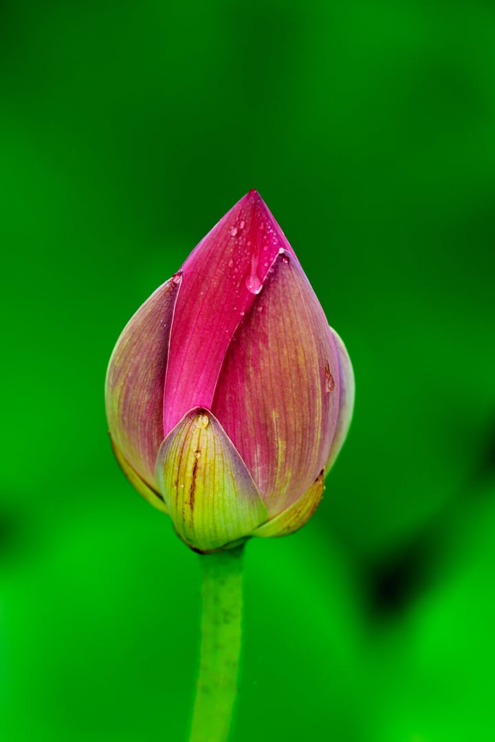 Being marked by its delicate, symmetrical form and charming colors, the lotus flower is also remembered by its meanings and symbolism in many cultures. Its elegant form and symbolic richness have inspired countless artists, poets, and calligraphers for centuries, which is definitely the representative of Chinese beauty.