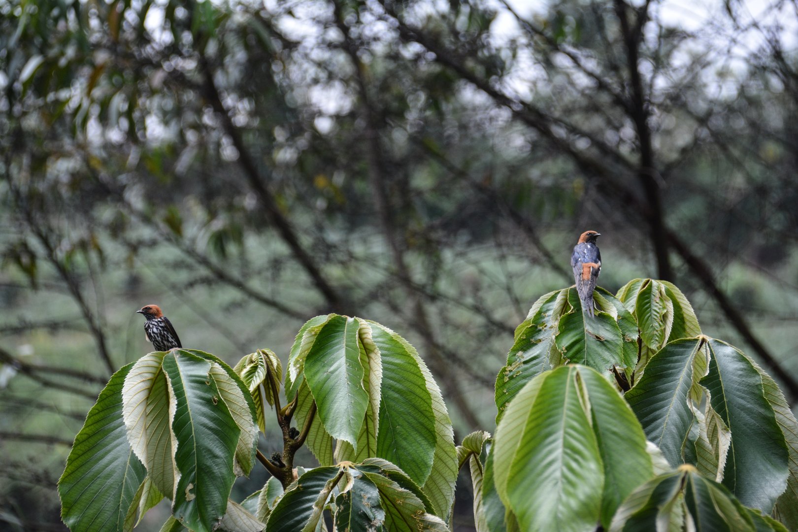 Nurturing Biodiversity Visual