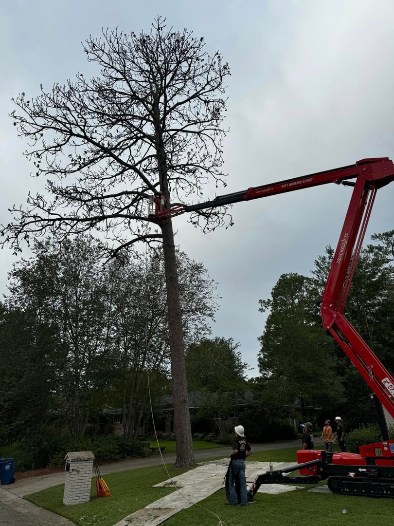 Professional tree service equipment and team