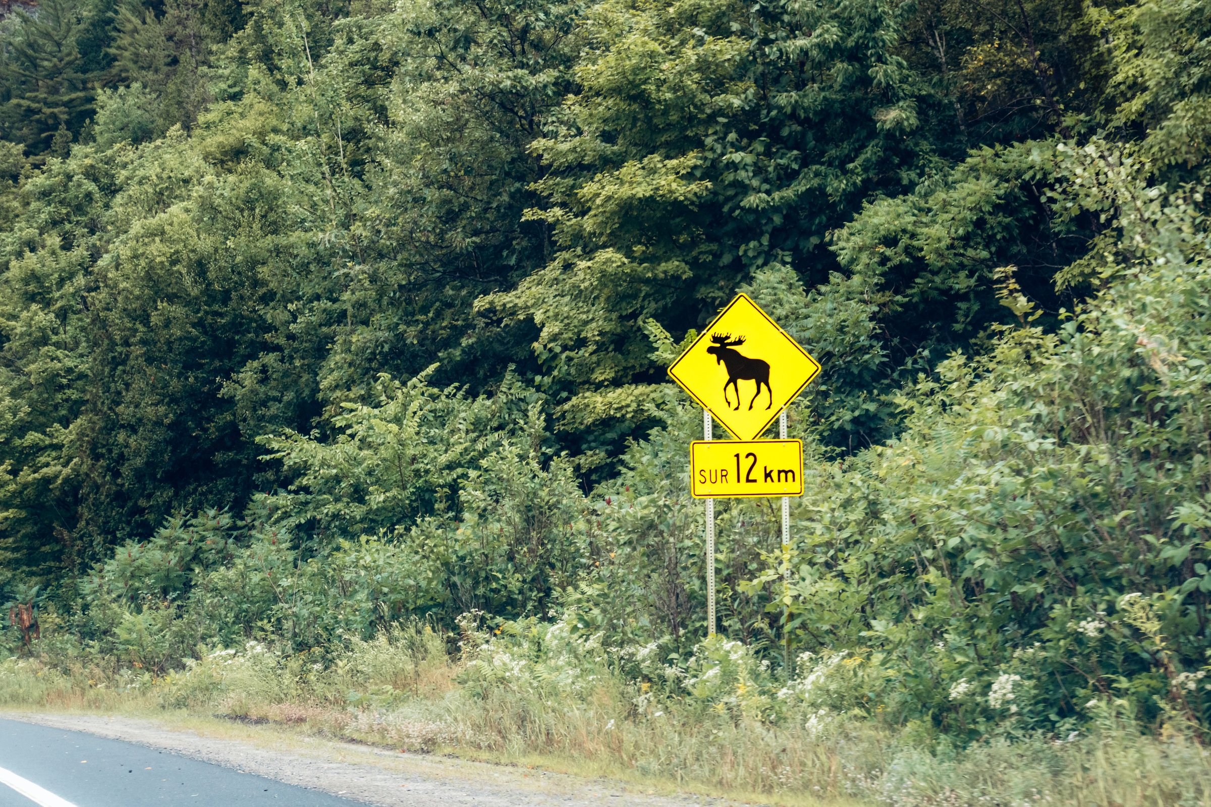 A roadside traffic sign warning drivers about moose crossing over the next 12 km in rural Quebec