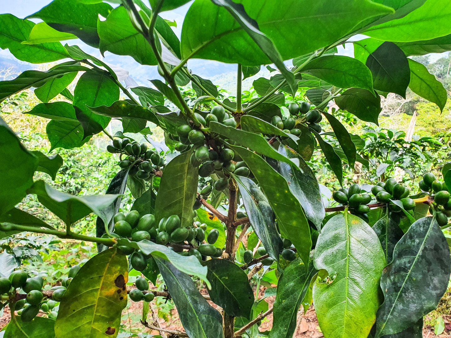 Coffee tree with green coffee beans on the branch