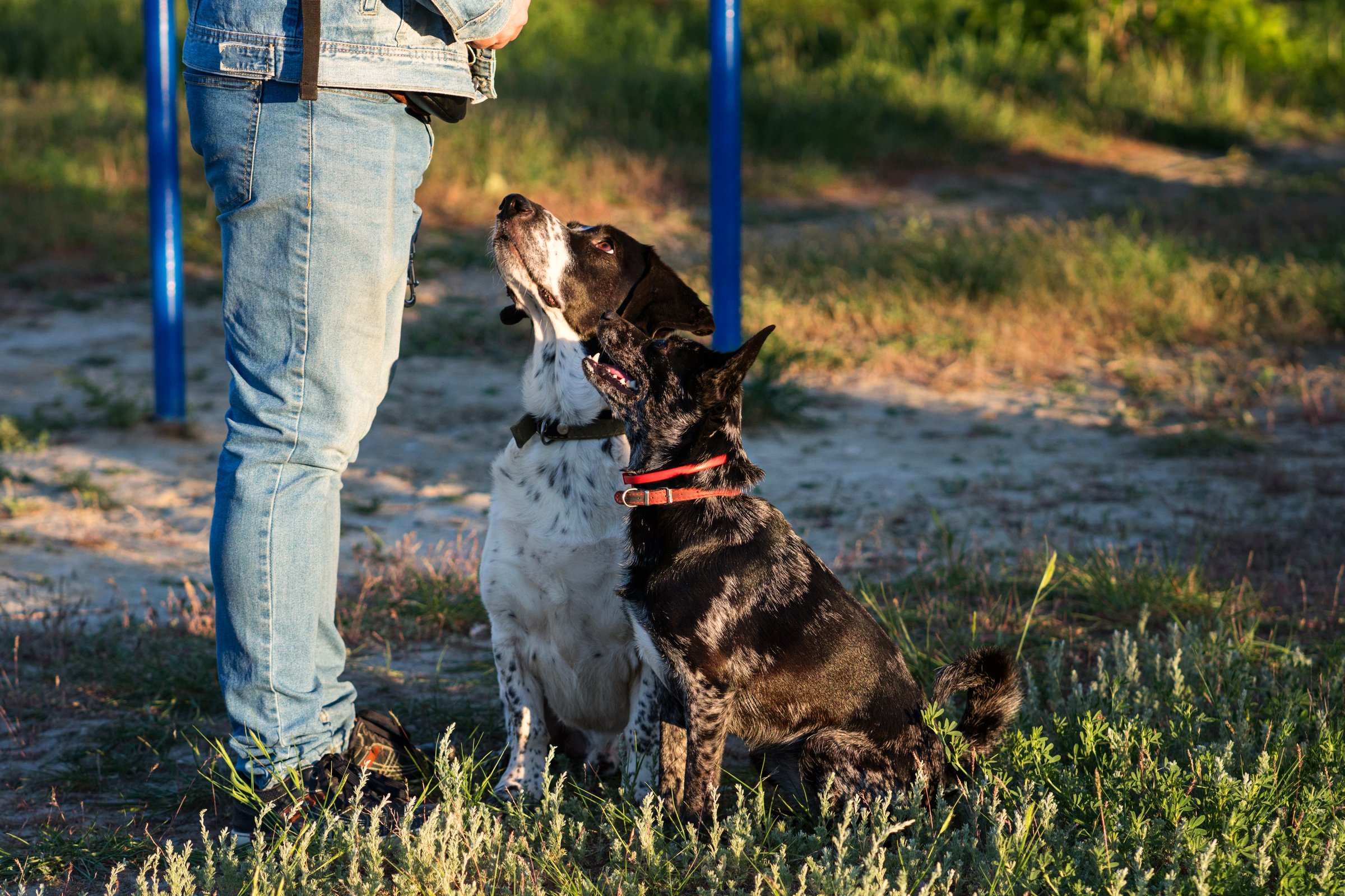Man and two dogs looking attentively, outdoors. Walk the dog. Obedience Training