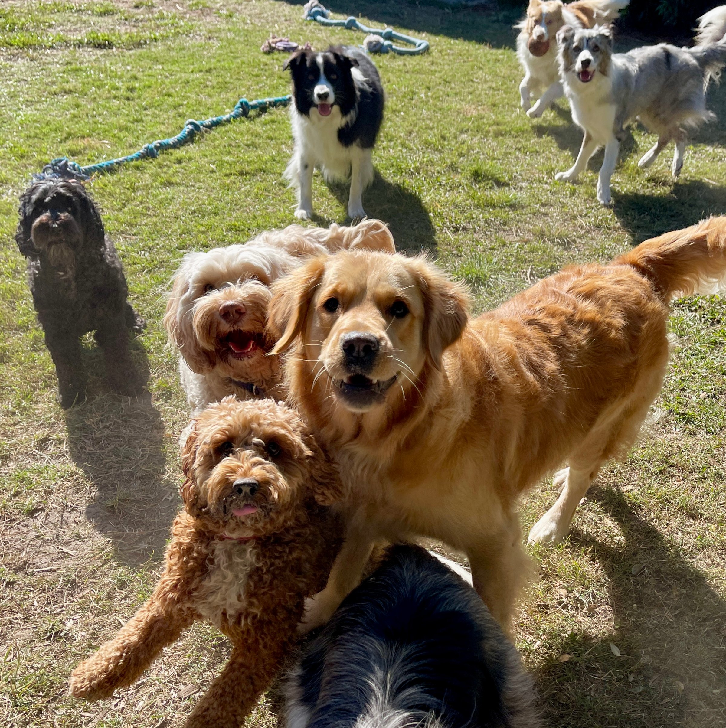 Dogs looking at camera in a group
