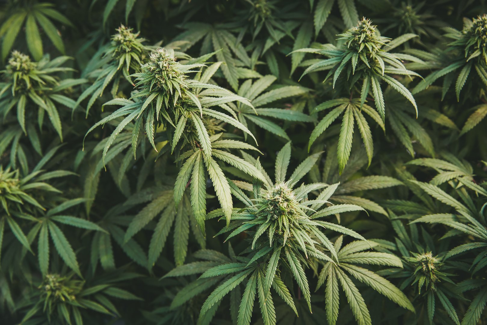 Ecological and biological hemp plant  in a greenhouse. Concept of herbal alternative medicine, cbd hemp oil, medical science.