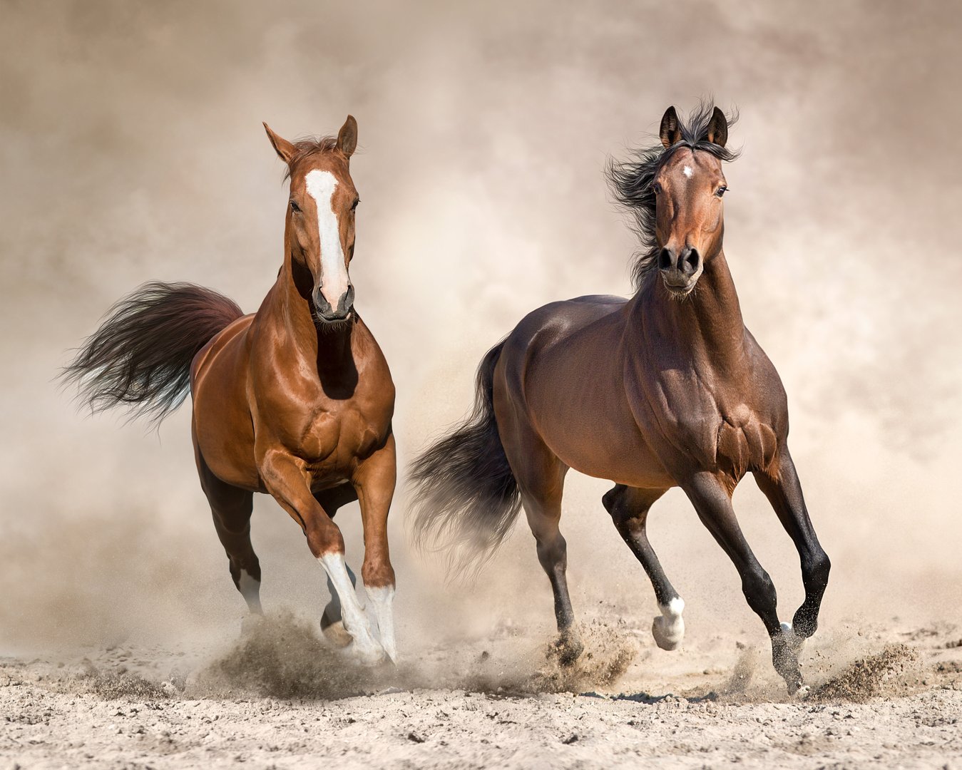 Horses with long mane run fast against desert dust