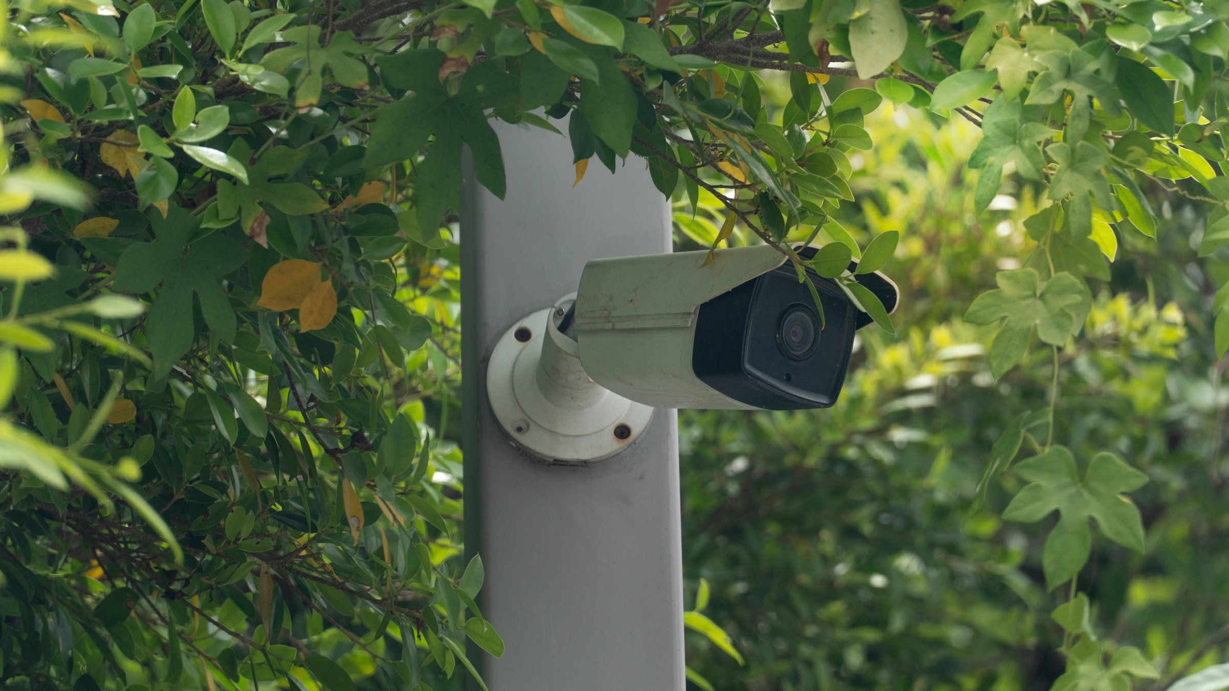 Hiden of CCTV cemera install on the pole. Hidden points of peeping under the shade of trees.