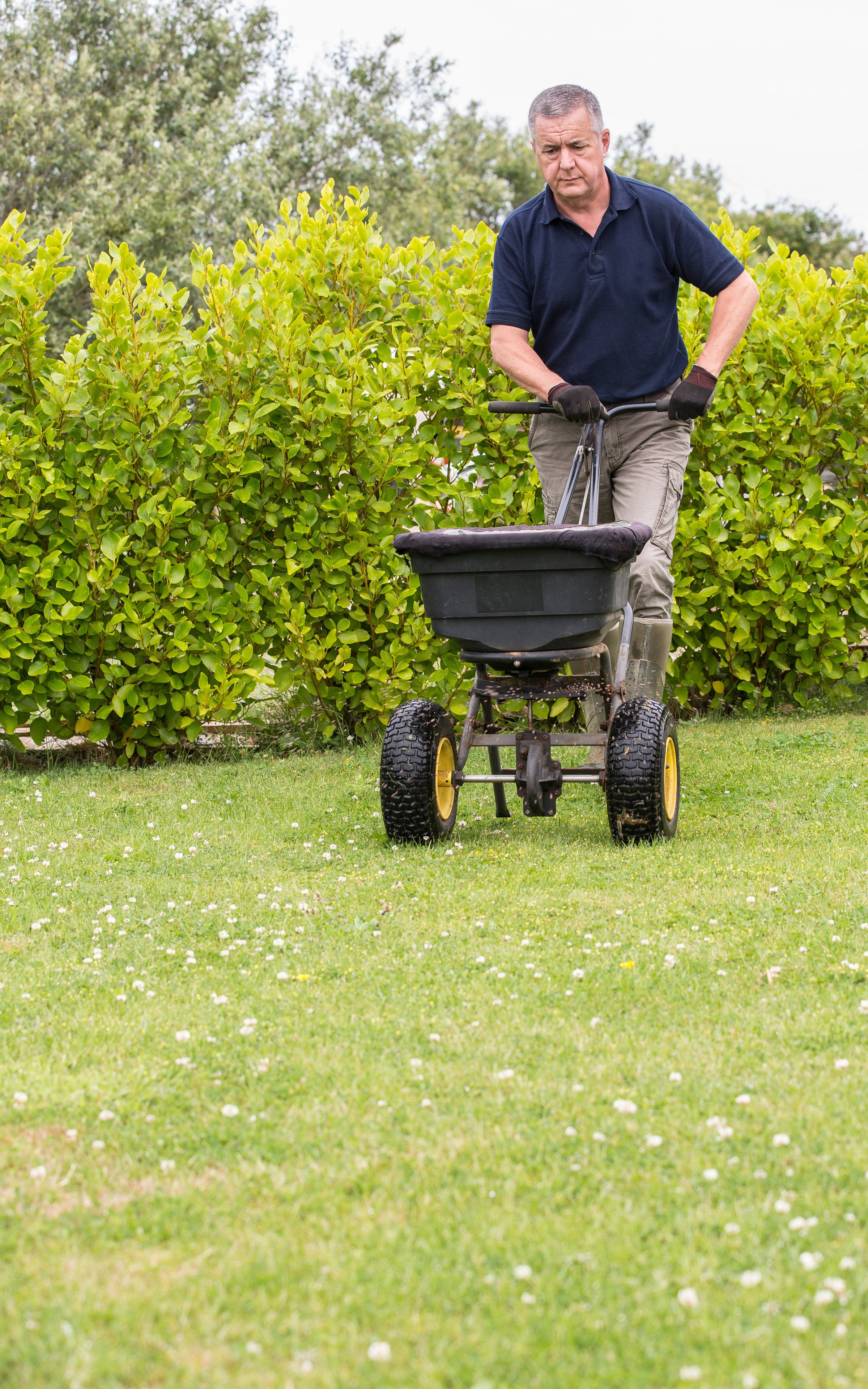 Gardener spreading lawn fertiliser