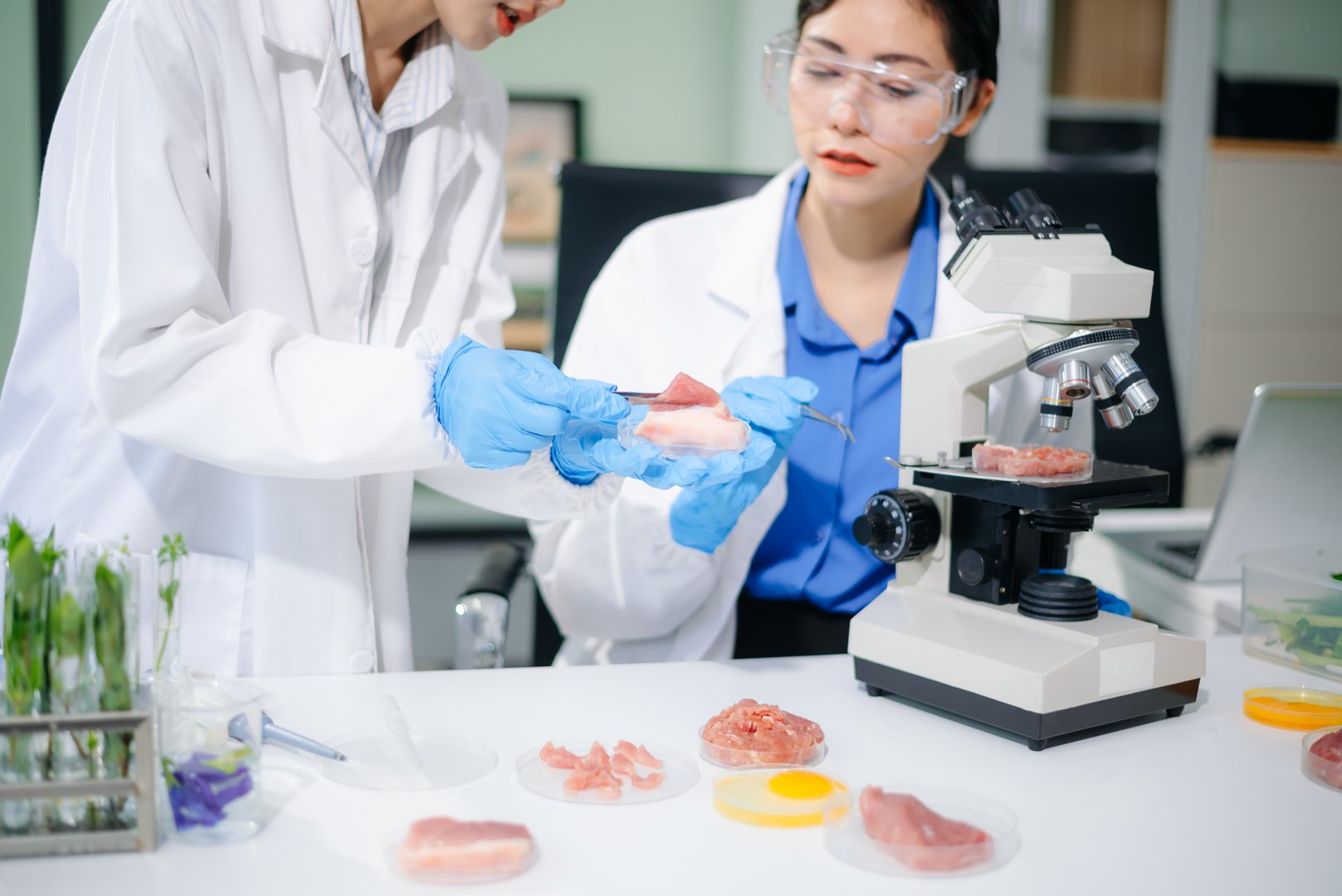 Asian food scientists inspect raw meat samples under microscope for biotech research, hygiene, and food safety analysis.
