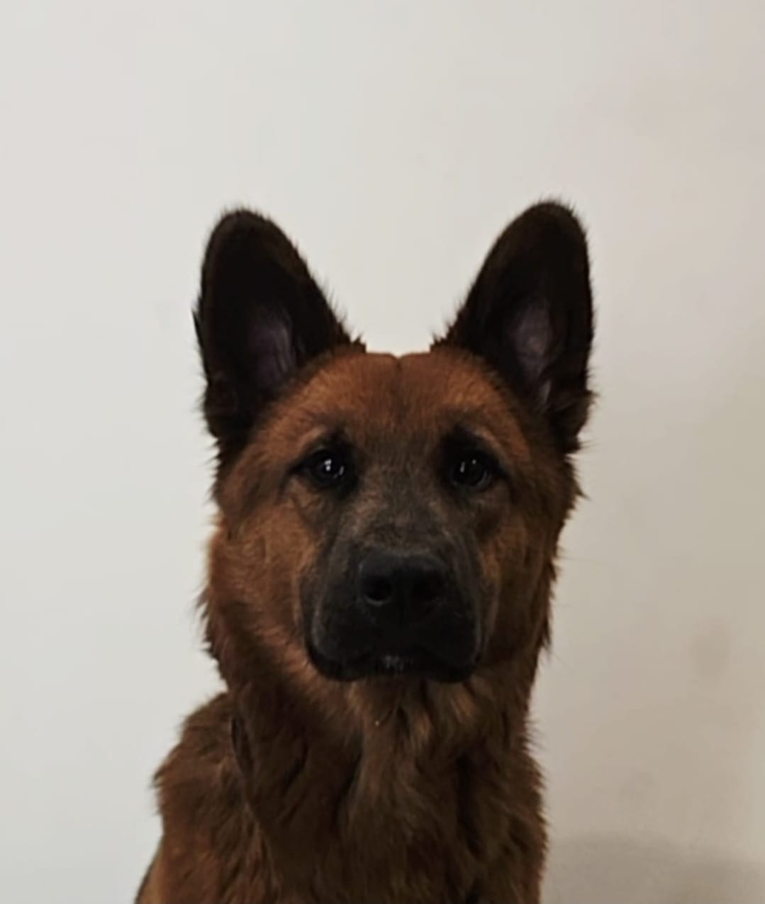 Blitz Maximo - Security