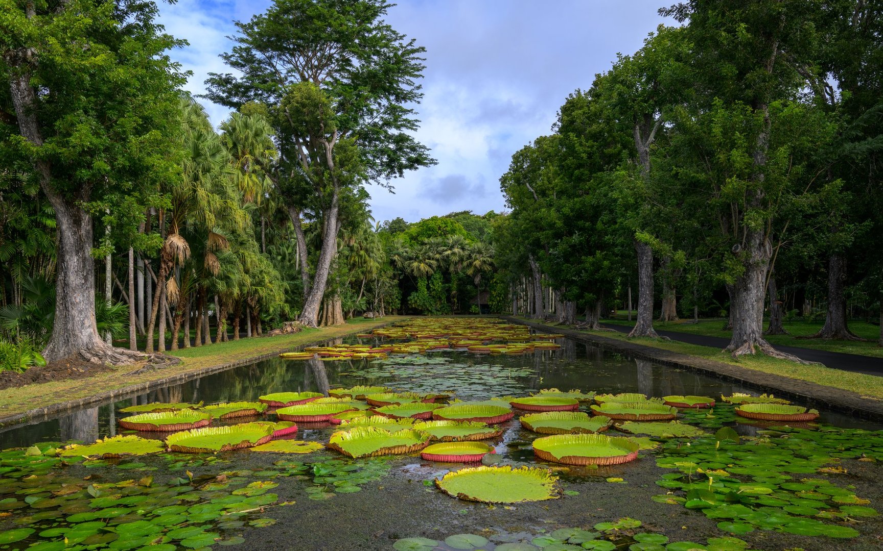 A view of giant water lilies at the Sir Seewoosagur Ramgoolam Botanic Garden. High quality photo